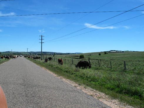 images/grazing_cattle.jpg