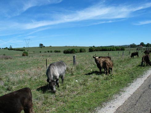 images/grazing_cattle2.jpg